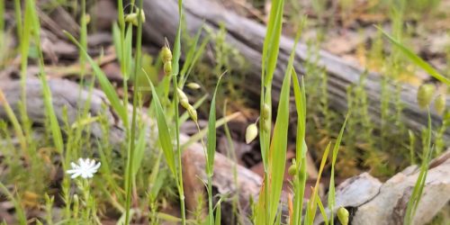 20251108_210838394-Leanganook-Track-hike-portrait-starwort (1)